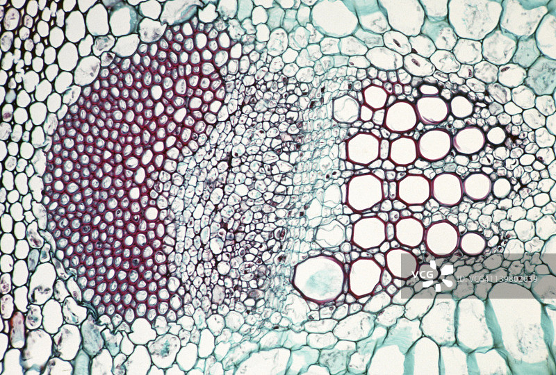 向日葵茎维管束显微结构图片素材