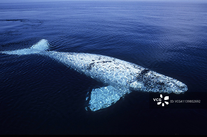 南方露脊鲸，在阿根廷巴塔哥尼亚水面图片素材