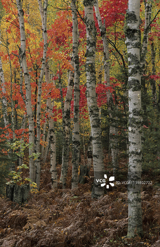 秋天的桦树和红枫，密歇根州画架国家湖岸图片素材