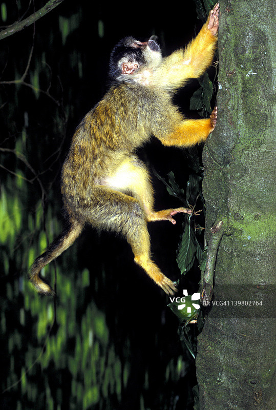 松鼠猴图片素材