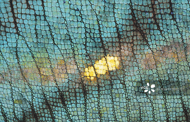 变色龙皮肤特写，马达加斯加图片素材