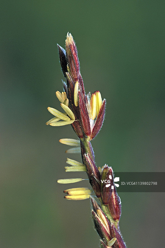 玉米雄花的雄蕊花药，玉米穗，密歇根州图片素材