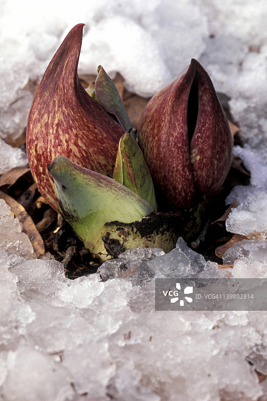 臭菘：早春湿地植物图片素材
