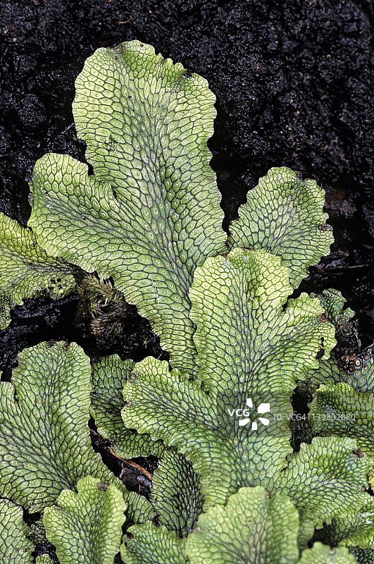 地钱，扁平的叶状地钱。扁平的，二叉分枝的叶状体。没有维管组织的原始植物。需要潮湿的栖息地。密歇根州图片素材