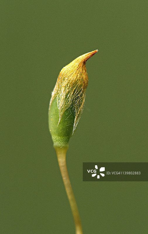苔藓孢子体：蒴、帽和柄，毛帽苔藓，Polytrichum sp.，孢子囊位于蒴内，帽呈浅棕色，柄是茎，密歇根州图片素材