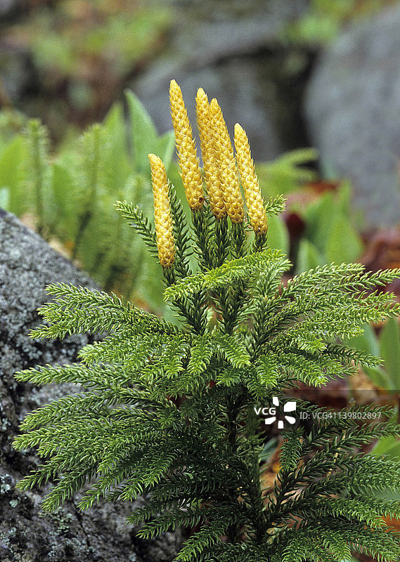 石松孢子植物图片素材