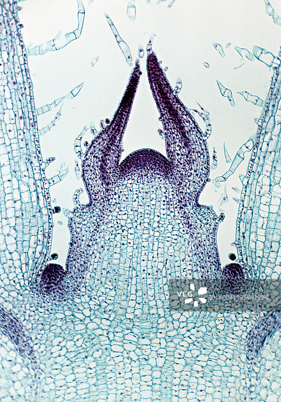 锦紫苏的顶端分生组织，芽尖，25倍放大（35毫米）。显示：顶端分生组织、叶原基、芽原基和幼叶。图片素材