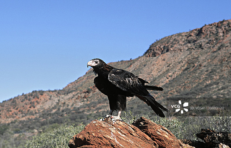 楔尾鹰，常见物种，澳大利亚图片素材