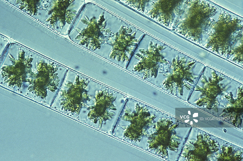 水绵：绿色藻类，螺旋叶绿体，细胞核，活细胞（100倍）图片素材