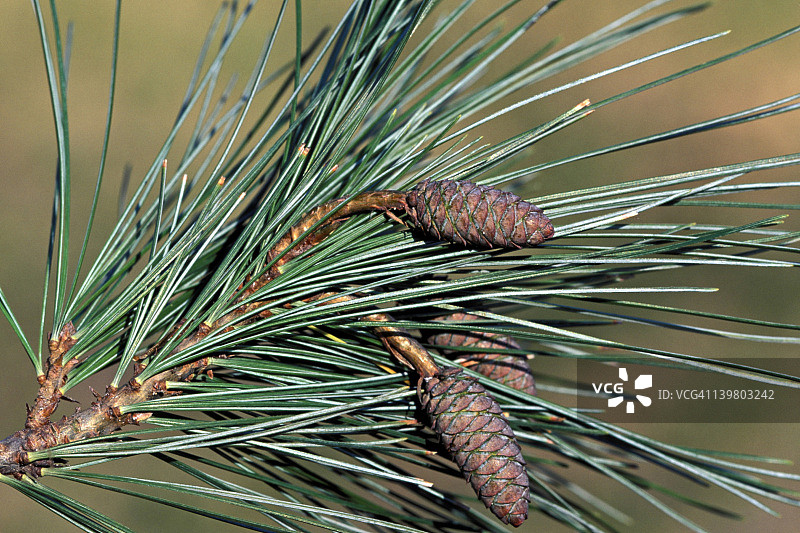 未成熟的东部白松球果图片素材