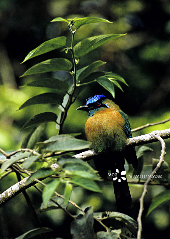 蓝冠翠鴗图片素材