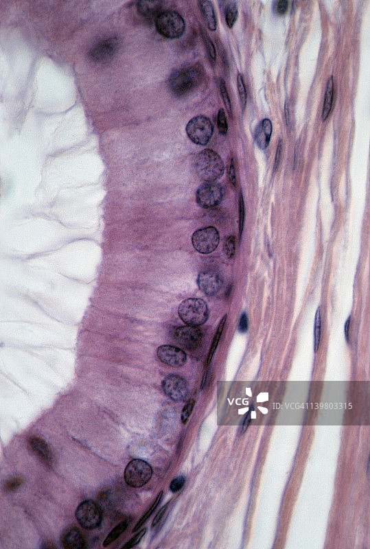 附睾假复层柱状上皮，具有立体纤毛，250倍图片素材