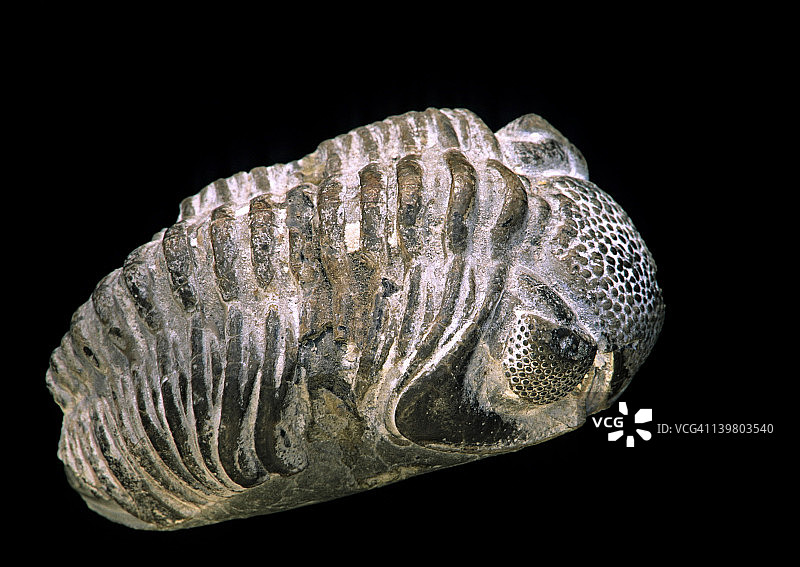 三叶虫化石图片素材