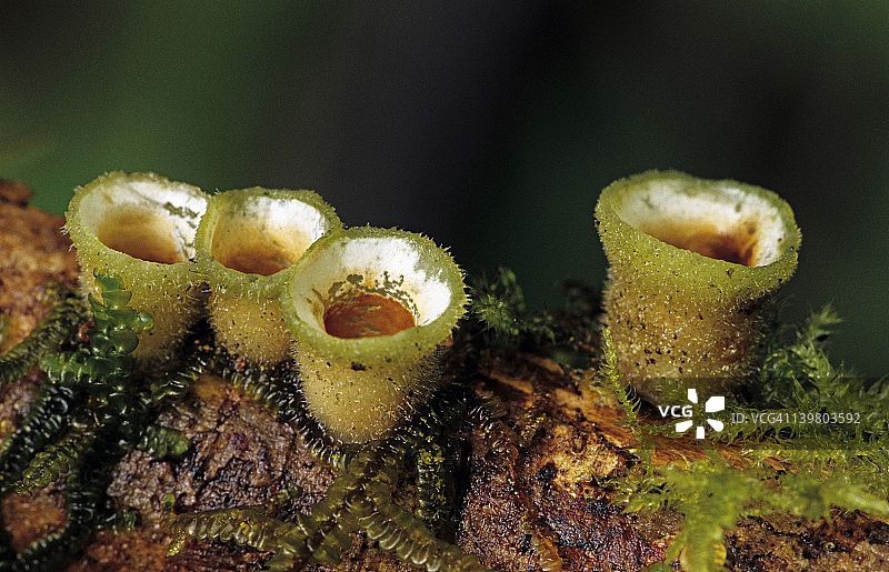 鸟巢菌，深杯，白色妮杜拉。温带雨林。溅水杯机制；雨滴分散卵和孢子。温带雨林，太平洋西北地区，奥林匹克国家公园，华盛顿图片素材