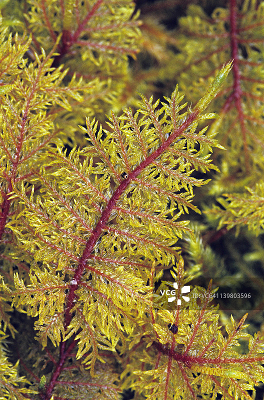 羽毛苔藓，俄勒冈金伯格藓，温带雨林，太平洋西北地区，常见于低地沿海雨林。羽状分枝的茎形成美丽的黄绿色垫。通加斯国家森林，阿拉斯加图片素材