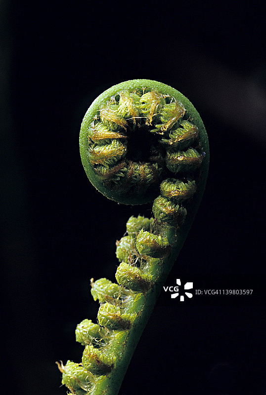 夏威夷桫椤，原生热带雨林。夏威夷火山国家公园，夏威夷大岛图片素材