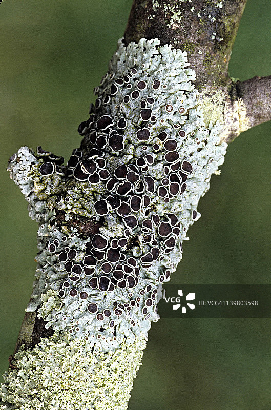 星 Physcia 树皮上的常见真菌图片素材