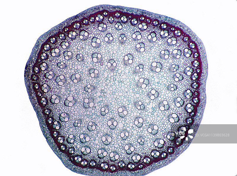 菝葜单子叶植物茎横切面，8倍放大：显示散生维管束、木质部、韧皮部、皮层和表皮图片素材
