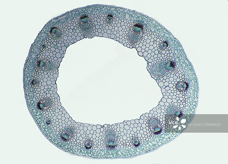 茎横截面。毛茛（Ranunculus），草本双子叶植物，8倍。显示：环状排列的维管束（典型的双子叶植物），木质部，韧皮部，表皮，皮层和髓。图片素材