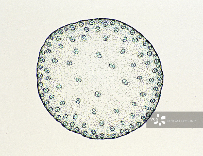 茎的横截面：玉米，草本单子叶植物，5倍放大图片素材