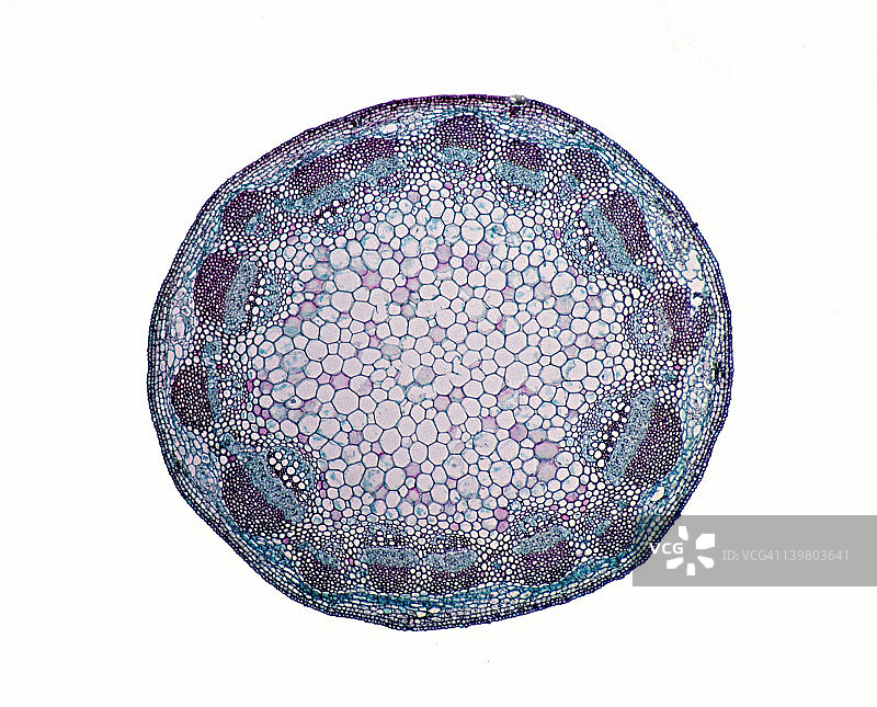 向日葵茎横截面（10倍）：维管束、木质部、韧皮部、髓、皮层和表皮图片素材