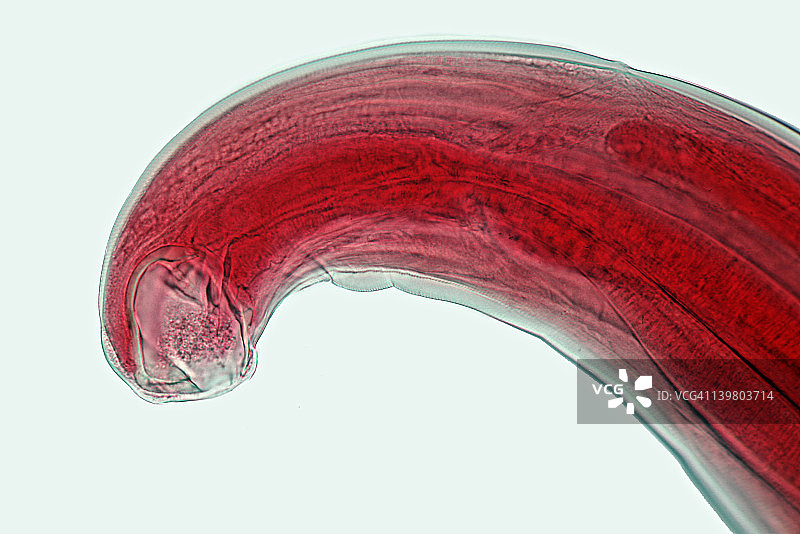 钩虫，美洲板口线虫，口器。显示口器、消化道、角质层，50倍图片素材