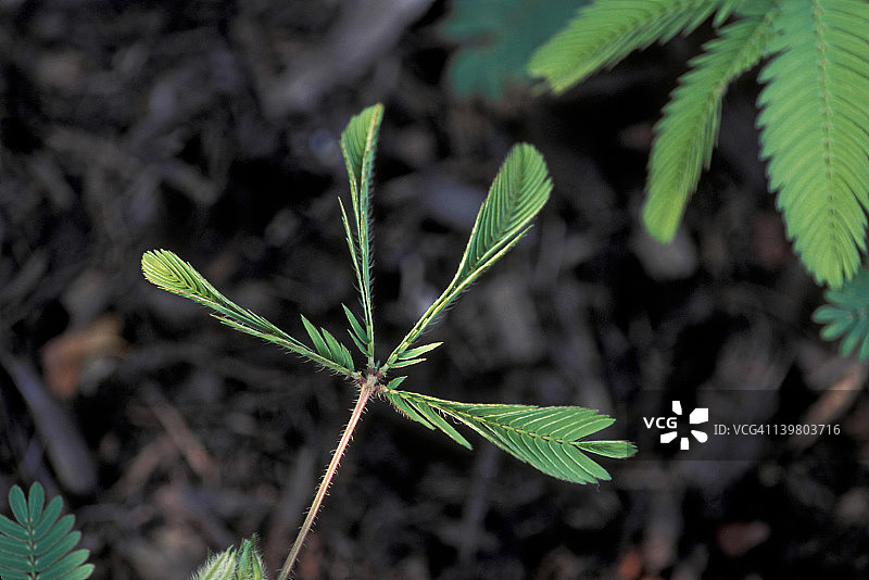 含羞草：受刺激的叶片折叠，膨压运动，热带美洲图片素材