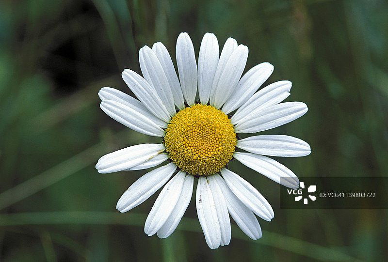 雏菊：放射对称的菊花图片素材