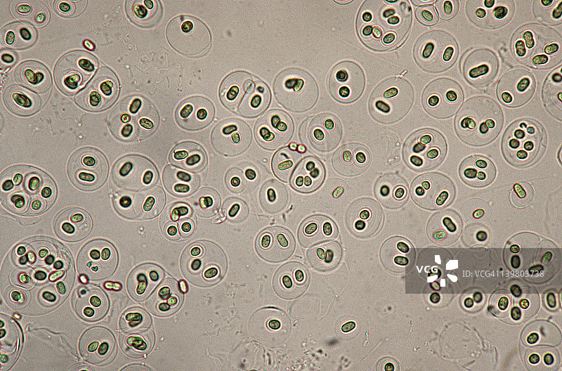 胶鞘藻：蓝绿藻，（活体）蓝细菌，固氮，单细胞包裹在层中，35毫米100倍图片素材