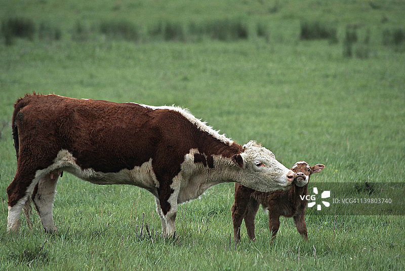 根西岛乳牛和小牛，普通奶牛；伊利诺伊州南部图片素材
