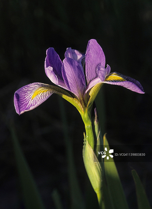 蓝色旗帜鸢尾花，野生鸢尾花图片素材