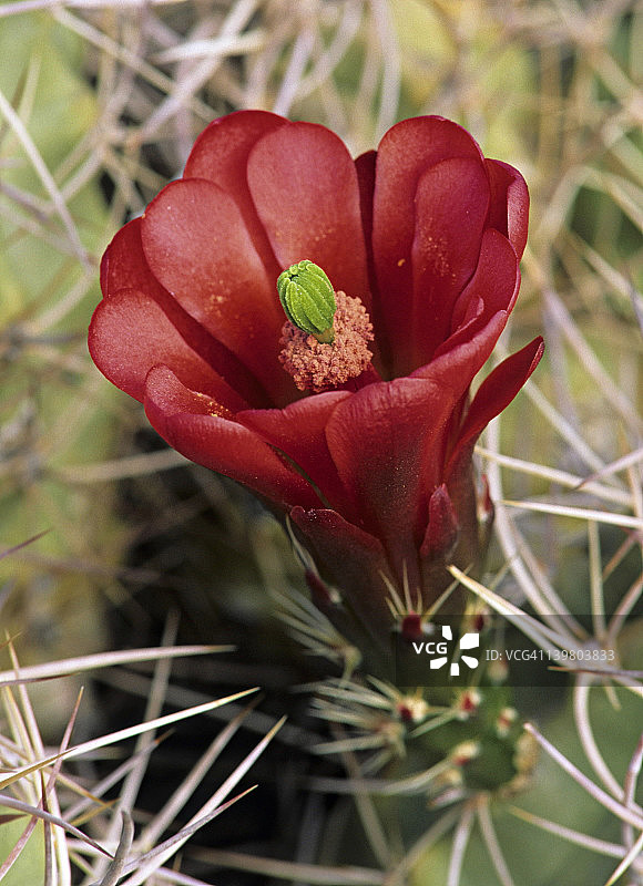 猩红杯仙人掌。生长于亚利桑那州索诺兰沙漠，是最美丽的仙人掌之一，花朵鲜红图片素材