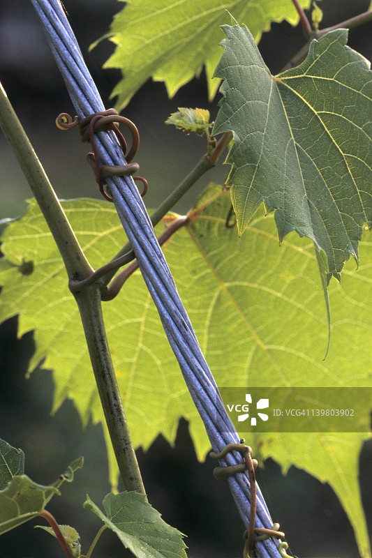 葡萄的触性；葡萄卷须（葡萄属）。卷须是变异的叶子，缠绕在支撑物上以支撑植物。攀缘灌木。密歇根州图片素材