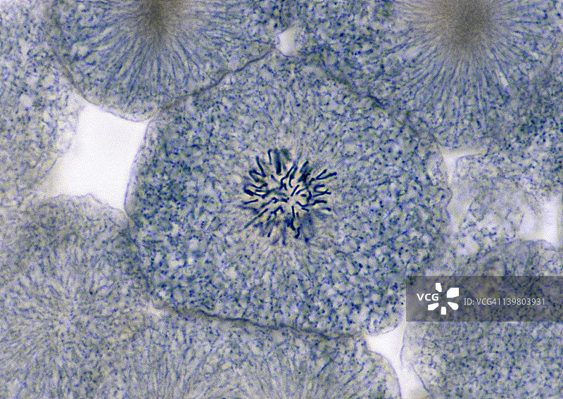 动物有丝分裂前期白鲑鱼胚胎图片素材