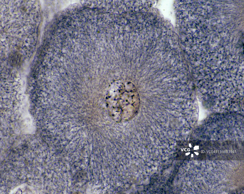 动物有丝分裂间期（非分裂细胞），250倍，白鲑胚胎。显示：染色质、细胞核和核膜。图片素材