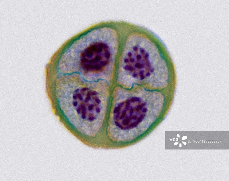 减数分裂2，四个子细胞（四分体），第二次分裂，百合，400倍图片素材