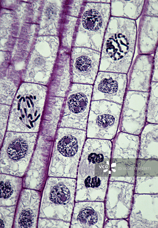 植物有丝分裂：多种不同阶段，250X，间期，前期，后期，末期，洋葱根尖图片素材