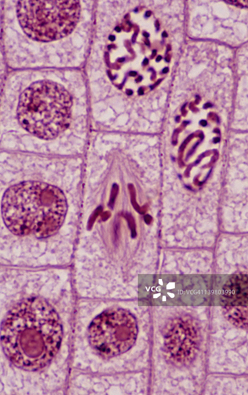 植物有丝分裂：中期，35毫米500倍放大，洋葱根尖。 染色体排列在赤道上，纺锤丝清晰可见。图片素材