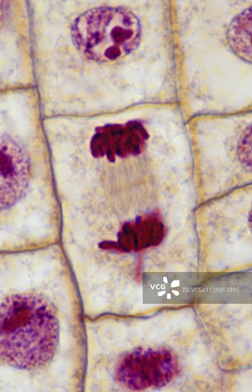 植物有丝分裂：末期，500倍放大，洋葱根尖。细胞板和纺锤丝清晰可见。图片素材