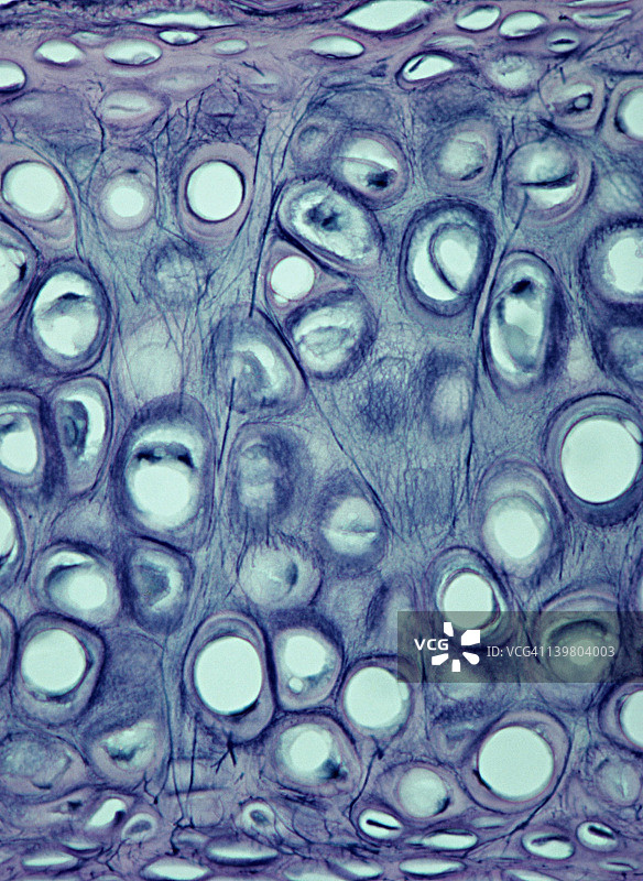 弹性软骨组织图片素材