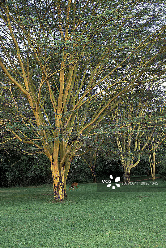 黄树皮金合欢树或发烧树，非洲金合欢， 肯尼亚马赛马拉国家保护区图片素材