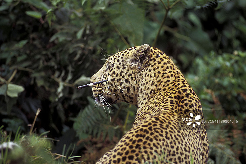豹，非洲豹，坦桑尼亚恩戈罗恩戈罗火山口图片素材