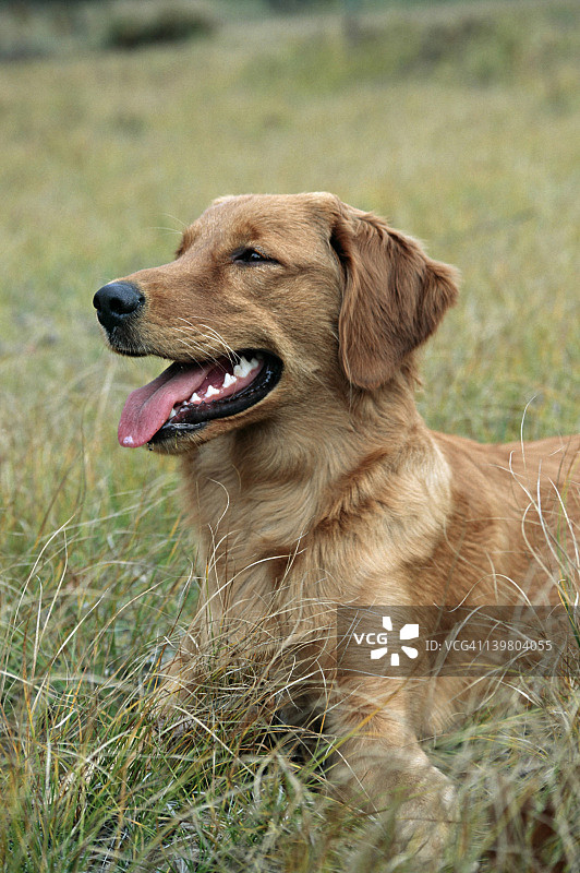 7个月大的金毛猎犬，密歇根州马斯基根图片素材