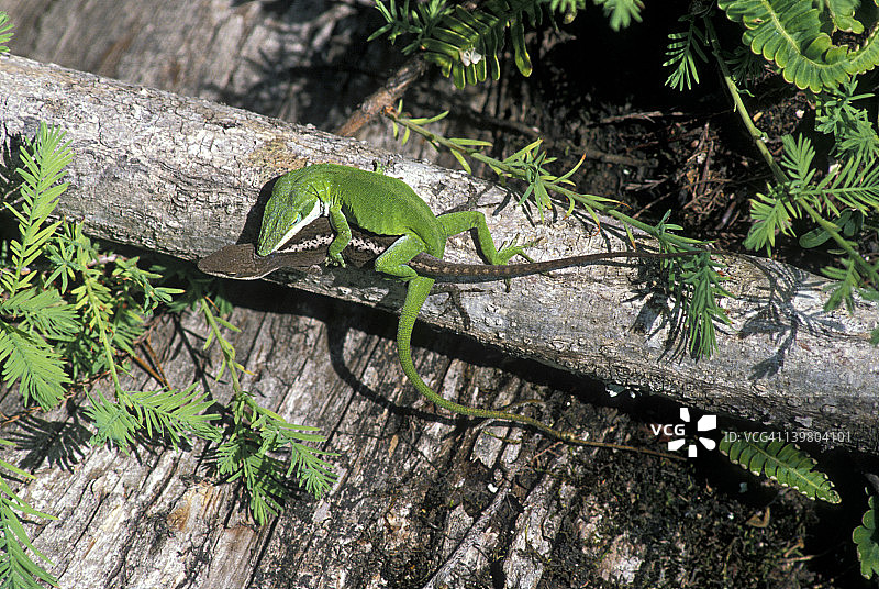 交配的雄性（绿色）和雌性（棕色）绿安乐蜥，卡罗琳娜安乐蜥。美国南卡罗来纳州图片素材