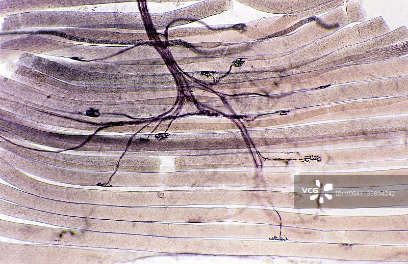 神经肌肉接头运动神经元骨骼肌纤维（细胞）图片素材