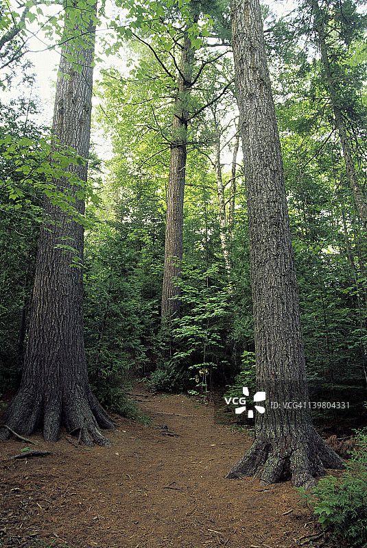 美国密歇根州东部老白松林保护区图片素材