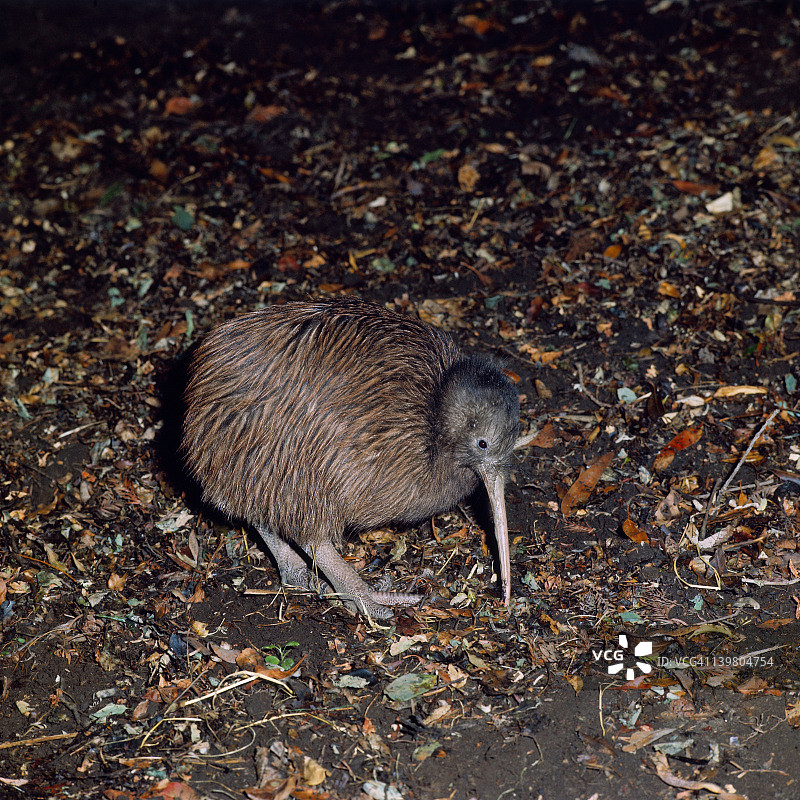 新西兰奇异鸟特写图片素材