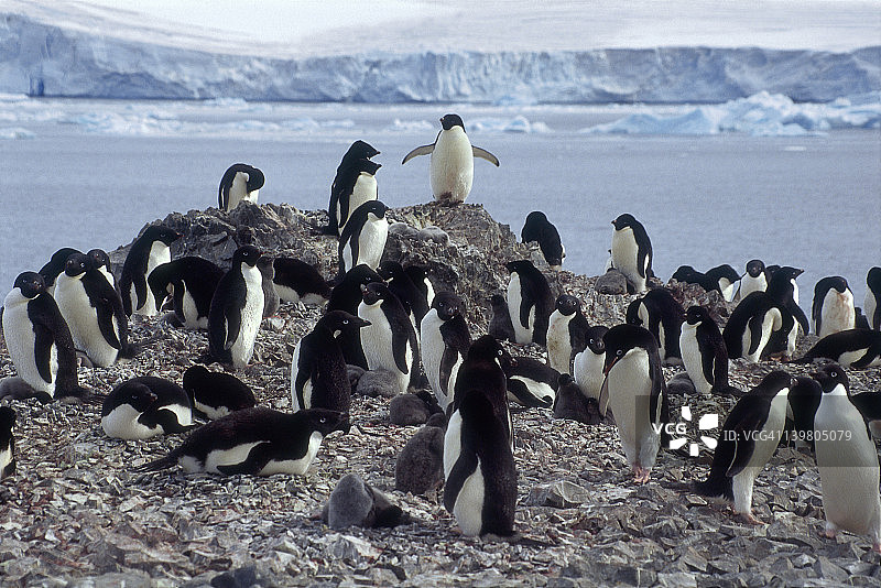 南极洲希望湾的阿德利企鹅栖息地图片素材