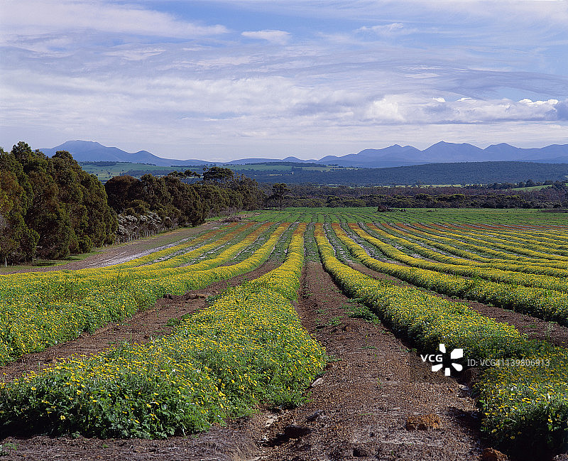 西澳大利亚州巴克山黄色花卉和桉树作物种植行图片素材
