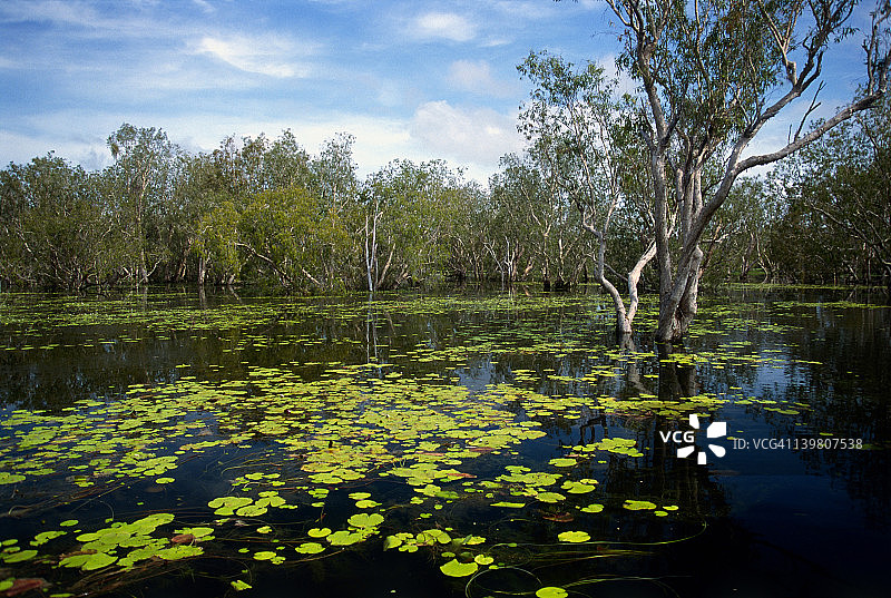 卡卡杜国家公园黄色泻湖，水龙和百合，澳大利亚图片素材